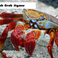 Beach Crab Jigsaw